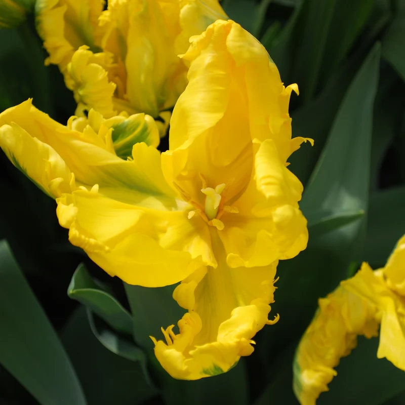 Papagei-Tulpe 'Jan van Nes' (x5)