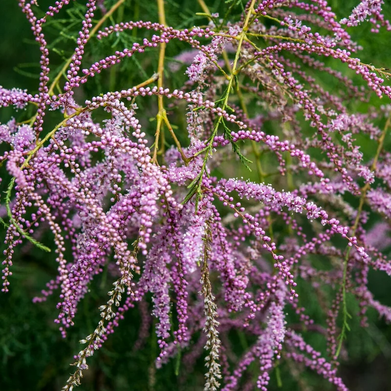 Sommer-Tamariske 'Pink Cascade'
