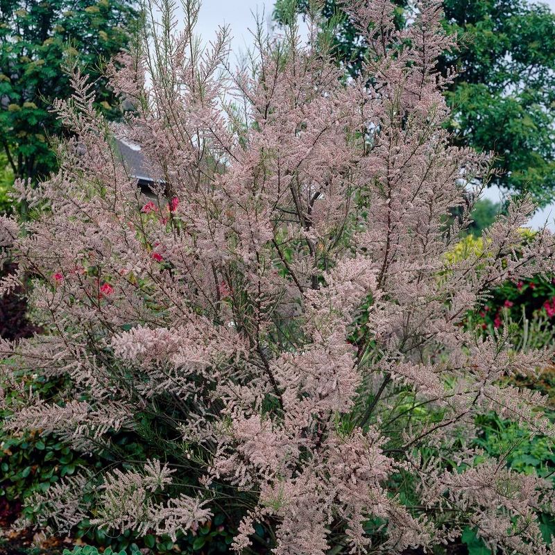 Sommer-Tamariske 'Pink Cascade'
