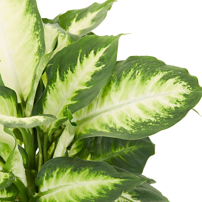 Dieffenbachia 'Camilla'