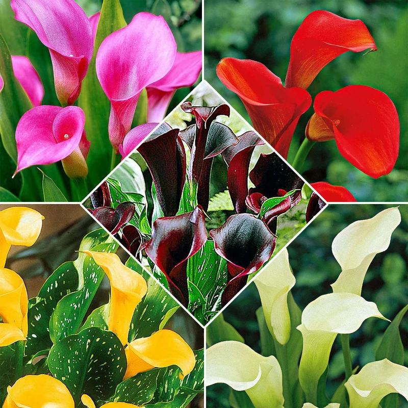 Calla Mischung (x5)