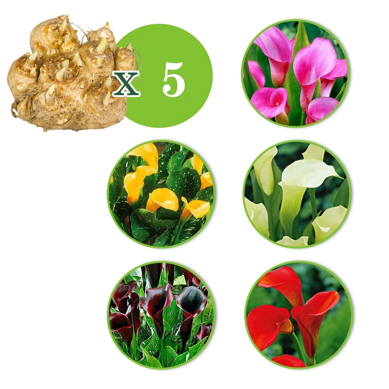 Calla Mischung (x5)
