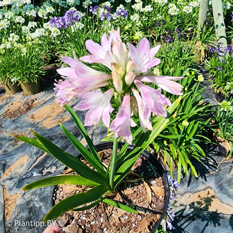 Agapanthus Blush Pink