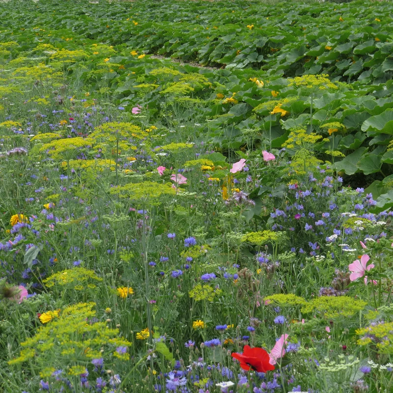 Nützliche Blumen für den Gemüsegarten