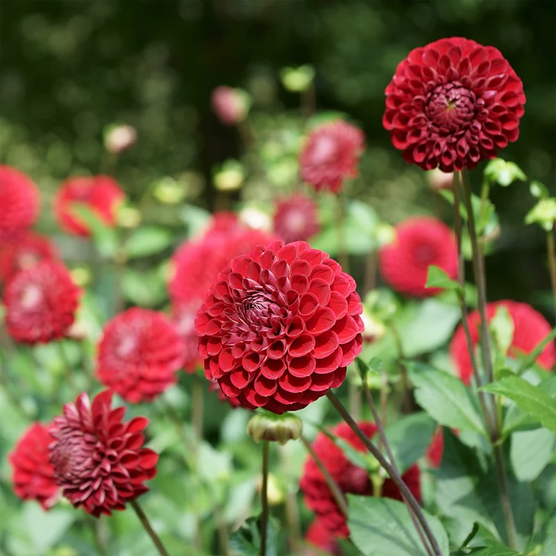 Pompon-Dahlie Cornel