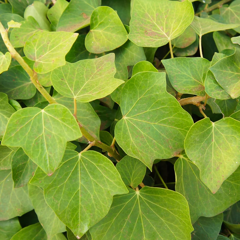 Algerischer Efeu 'Alger'