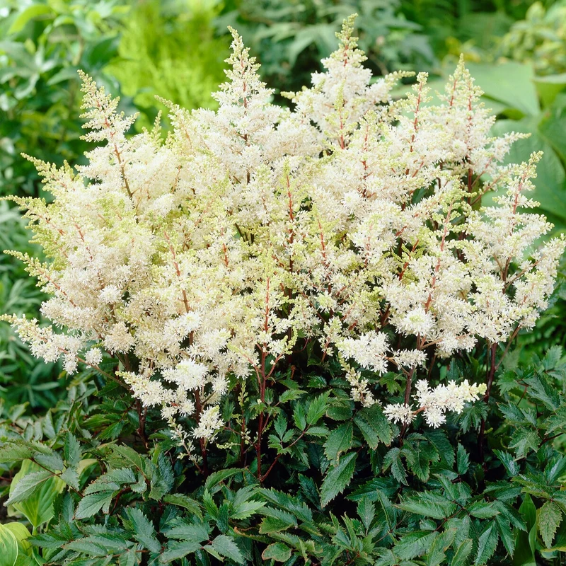 Prachtspiere ‘Ellie’