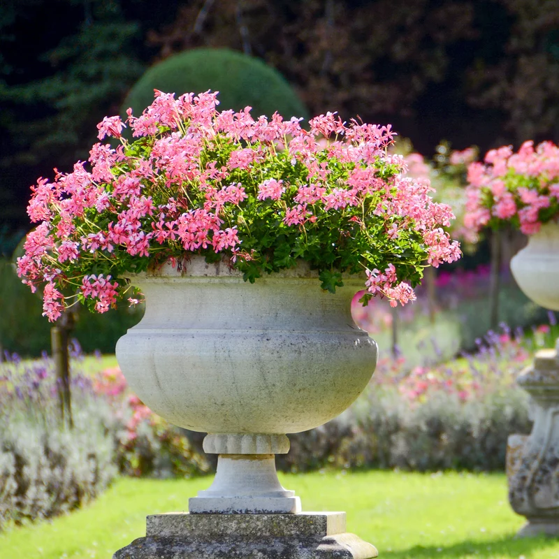 Hängegeranie rosa