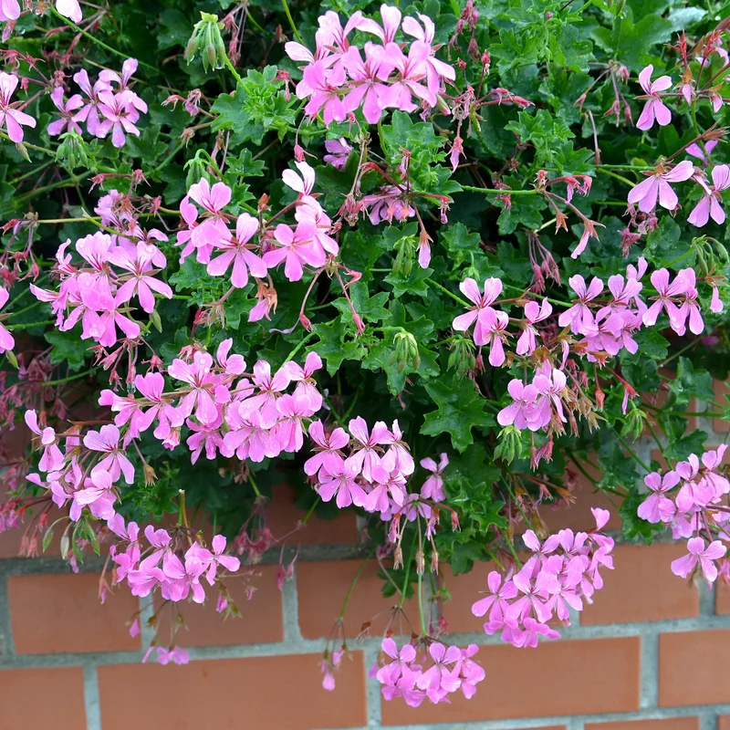 Hängegeranie rosa