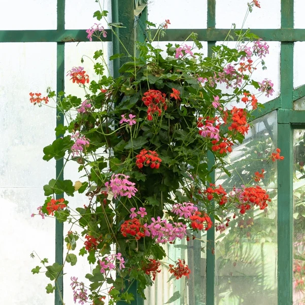 Hängegeranie rosa