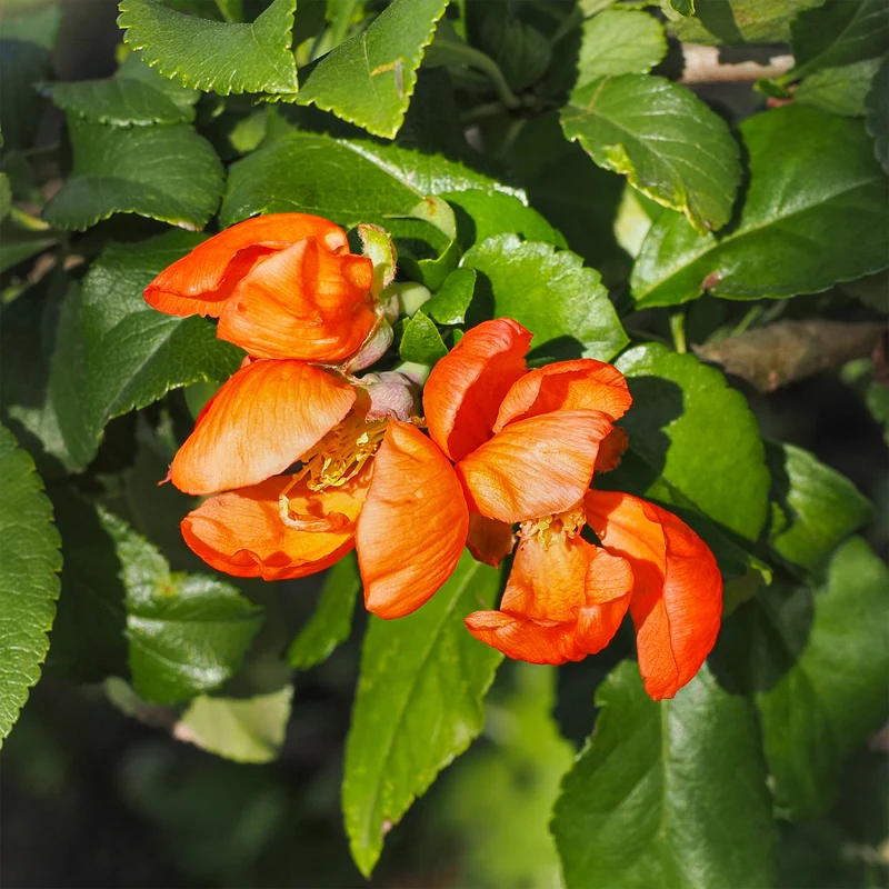 Zierquitte 'Orange Trail'
