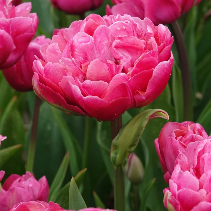 Doppelte Tulpen Amazing Grace