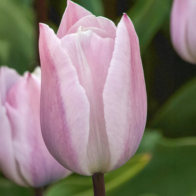 Triumph-Tulpen Silver Cloud