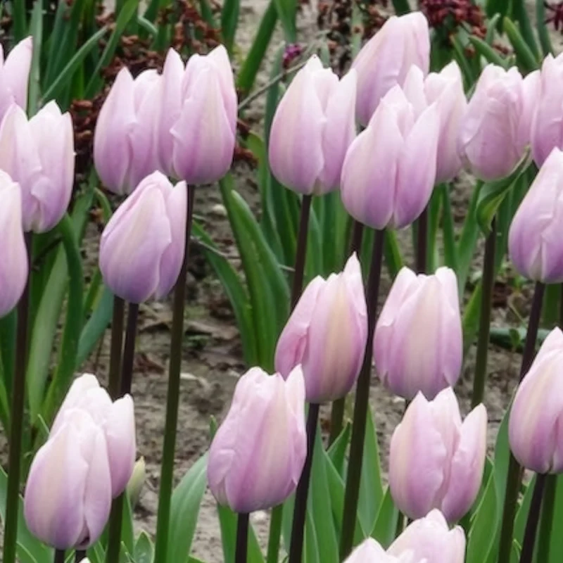 Triumph-Tulpen Silver Cloud