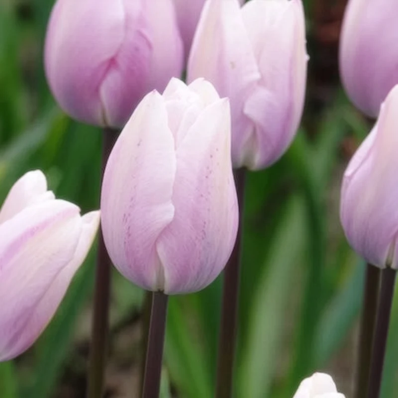 Triumph-Tulpen Silver Cloud