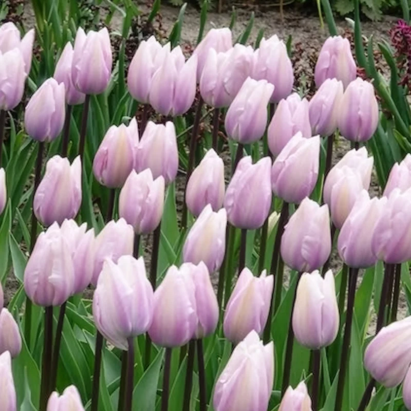 Triumph-Tulpen Silver Cloud