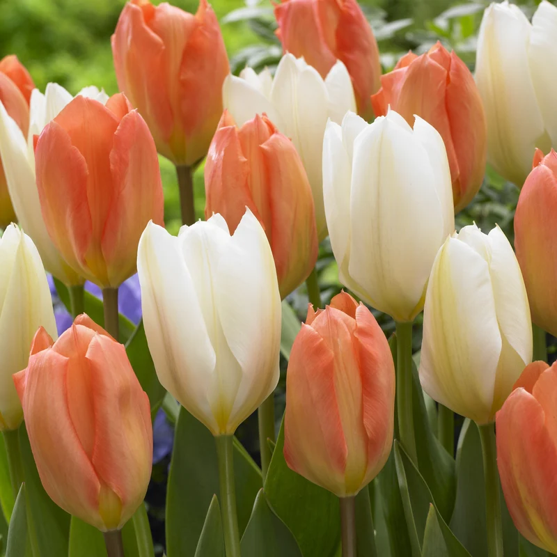 Tulpen 'Stockholm' Mischung (x10)