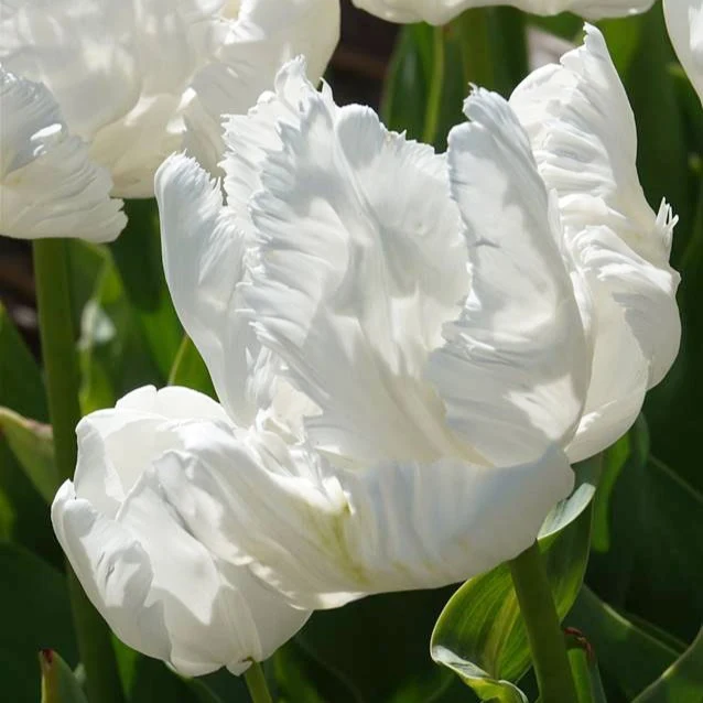 Papageien-Tulpen White Parrot (x7)