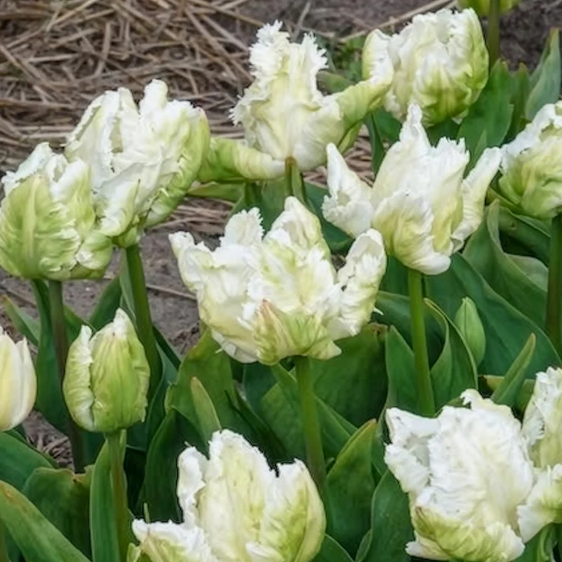Papageien-Tulpen White Parrot (x7)
