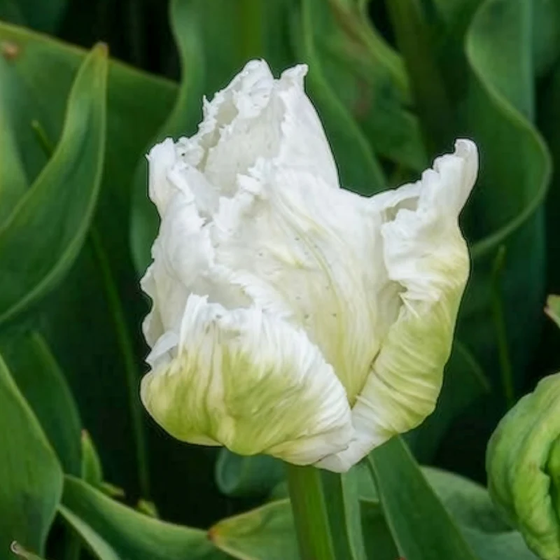 Papageien-Tulpen White Parrot (x7)