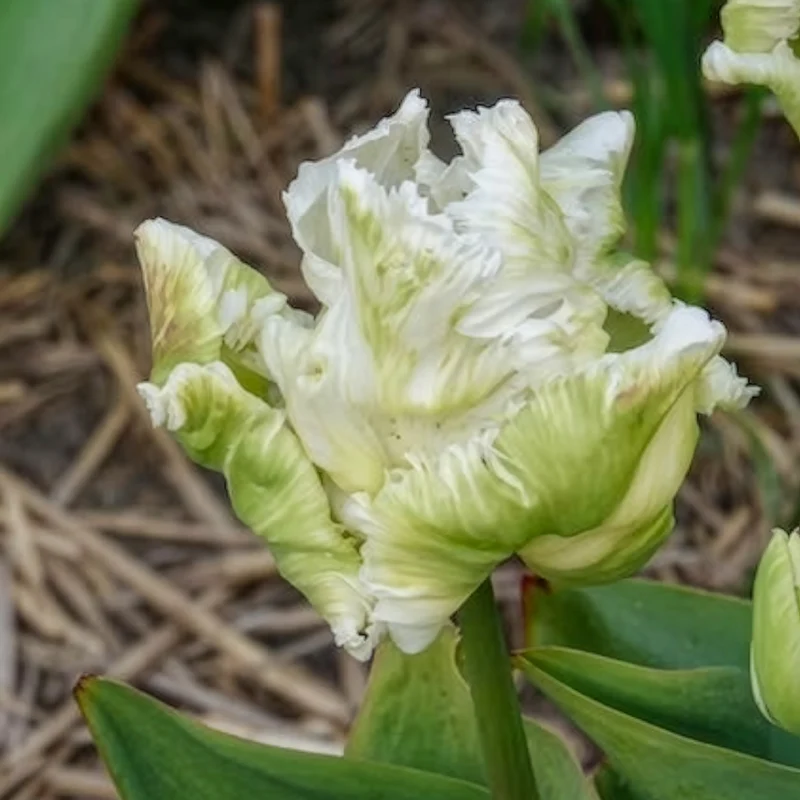 Papageien-Tulpen White Parrot (x7)