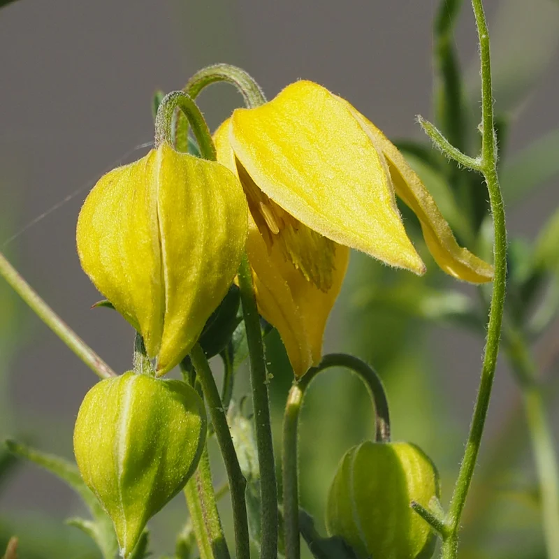 Waldrebe Little Lemons ®