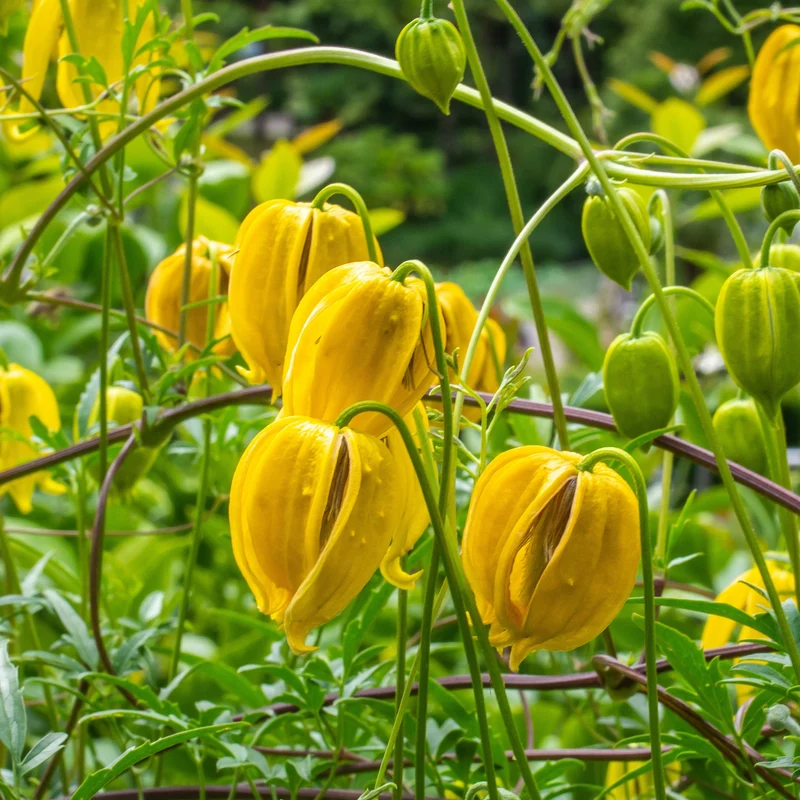Waldrebe Little Lemons ®