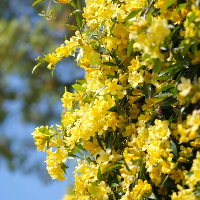 Carolina-Jasmin