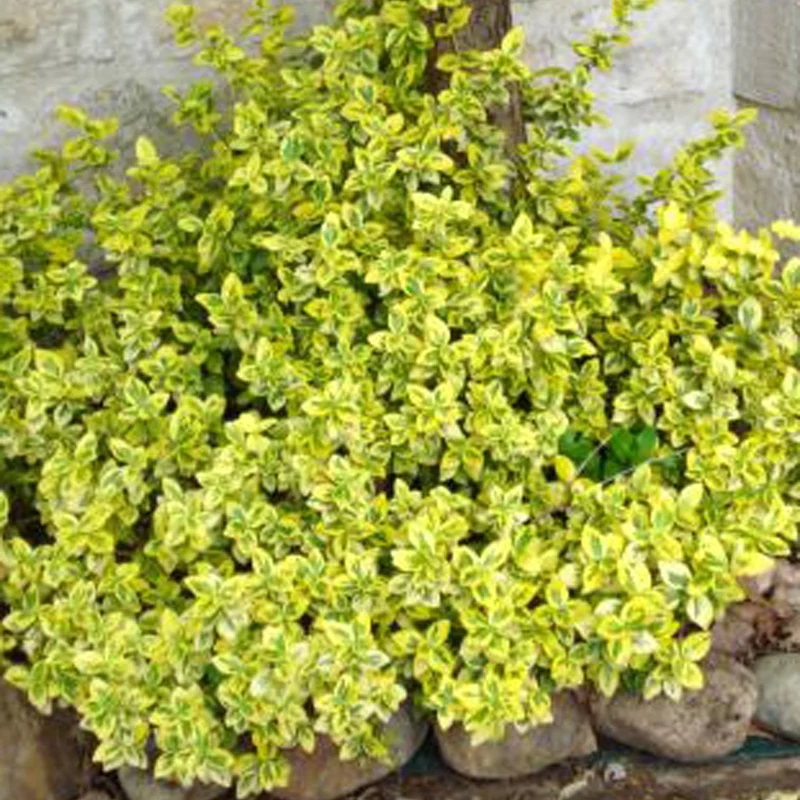 Spindelstrauch ‚Emerald ’n’ Gold‘