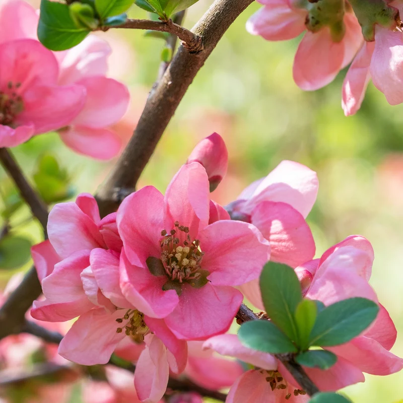 Zierquitte Pink Lady