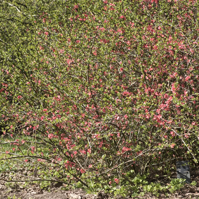 Zierquitte Pink Lady