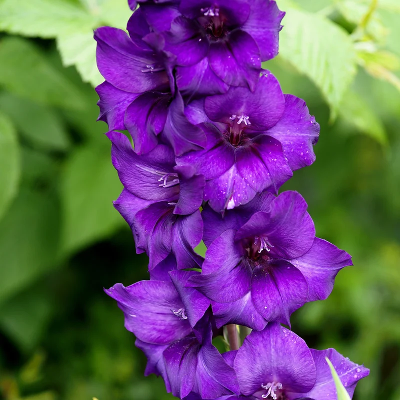 Gladiole ‘Purple Flora’