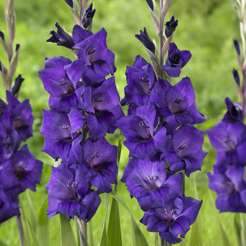 Gladiole ‘Purple Flora’