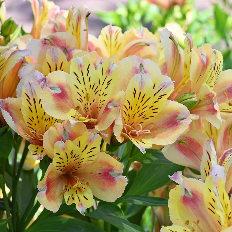 Inkalilie 'Duc d'Anjou Jean'