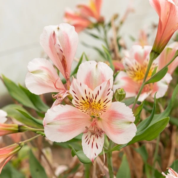 Inkalilie 'Duc d'Anjou Jean'