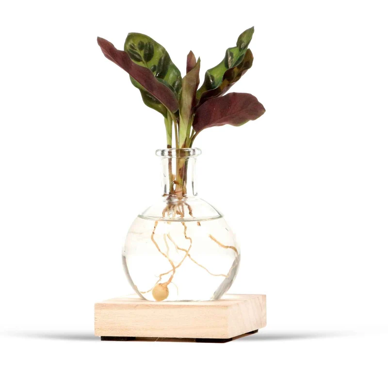 Calathea im Samoa-Glas mit LED-Beleuchtung - Hydroponik