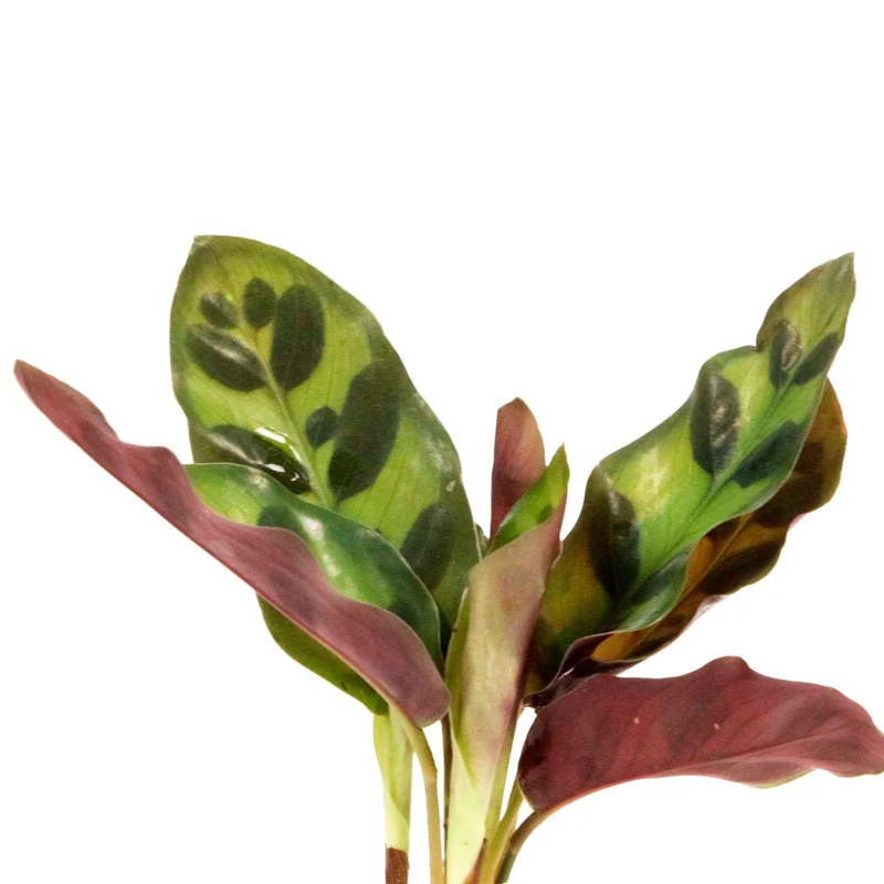 Calathea im Samoa-Glas mit LED-Beleuchtung - Hydroponik