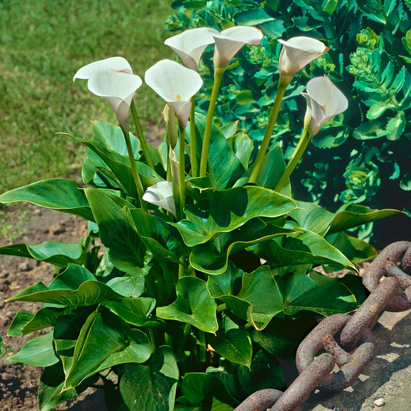 Calla weiß
