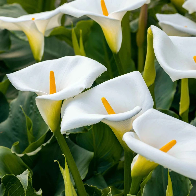 Calla weiß