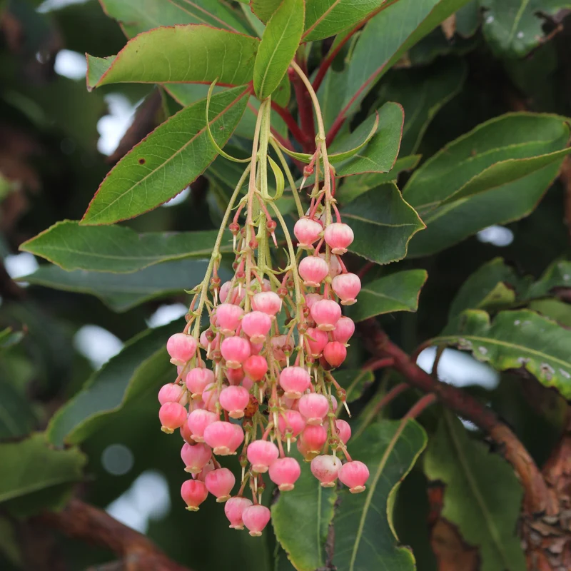 Erdbeerbaum Rubra