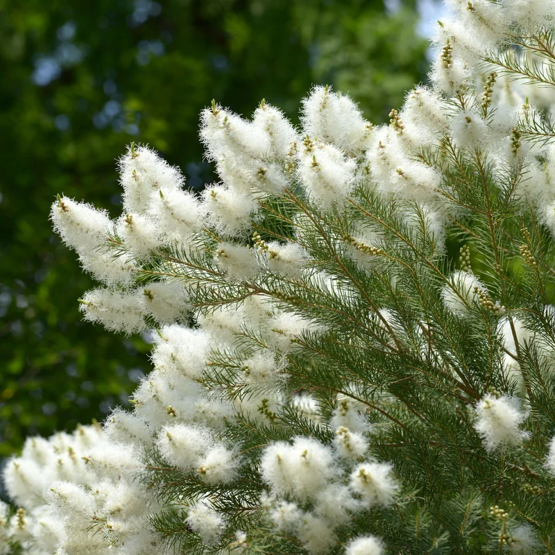 Australischer Teebaum