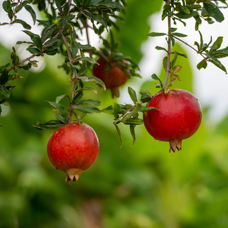 Granatapfel Fina Tendral