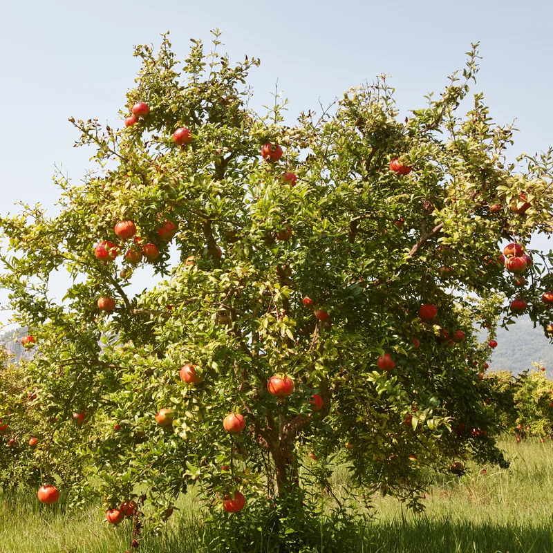 Granatapfel Fina Tendral