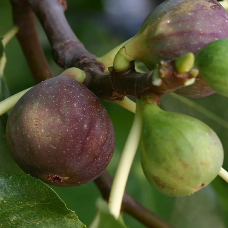 Feigenbaum Violette de Solliès