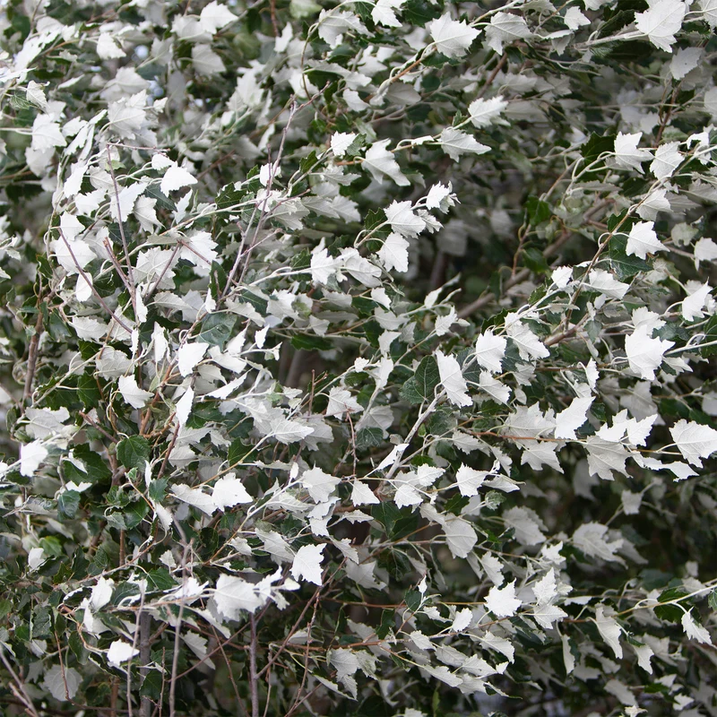 Silberpappel
