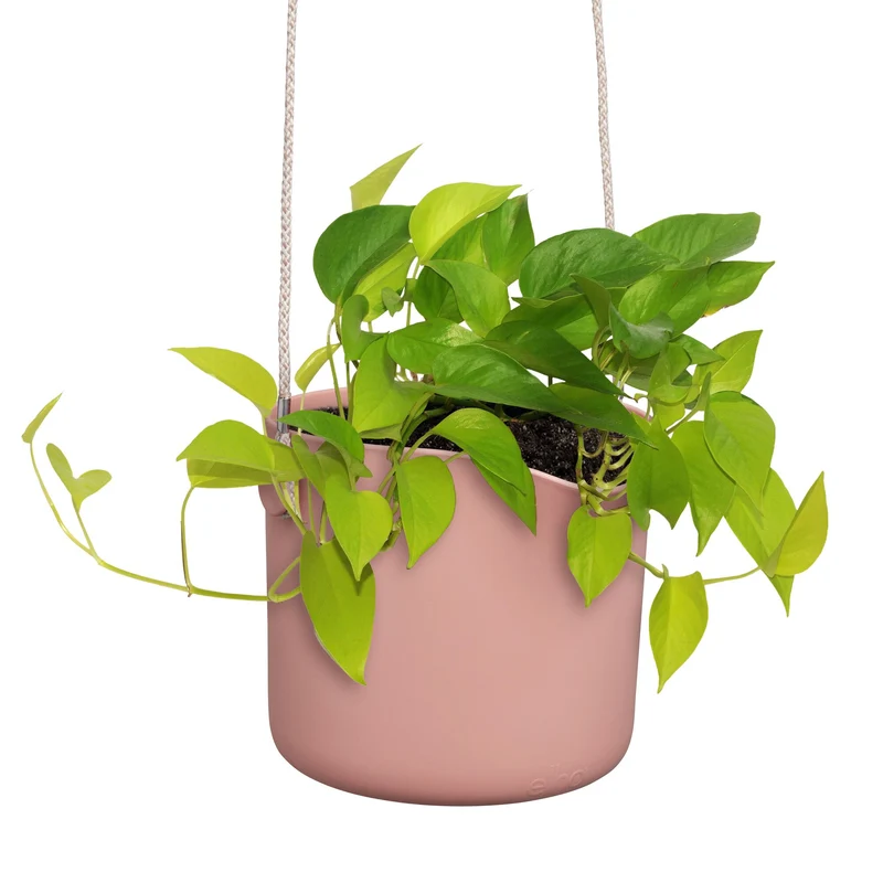 Aufhängung B für Swing rosa ELHO