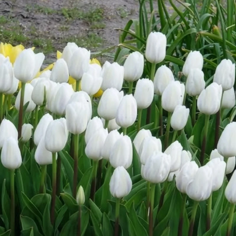 Triumph-Tulpen Royal Virgin