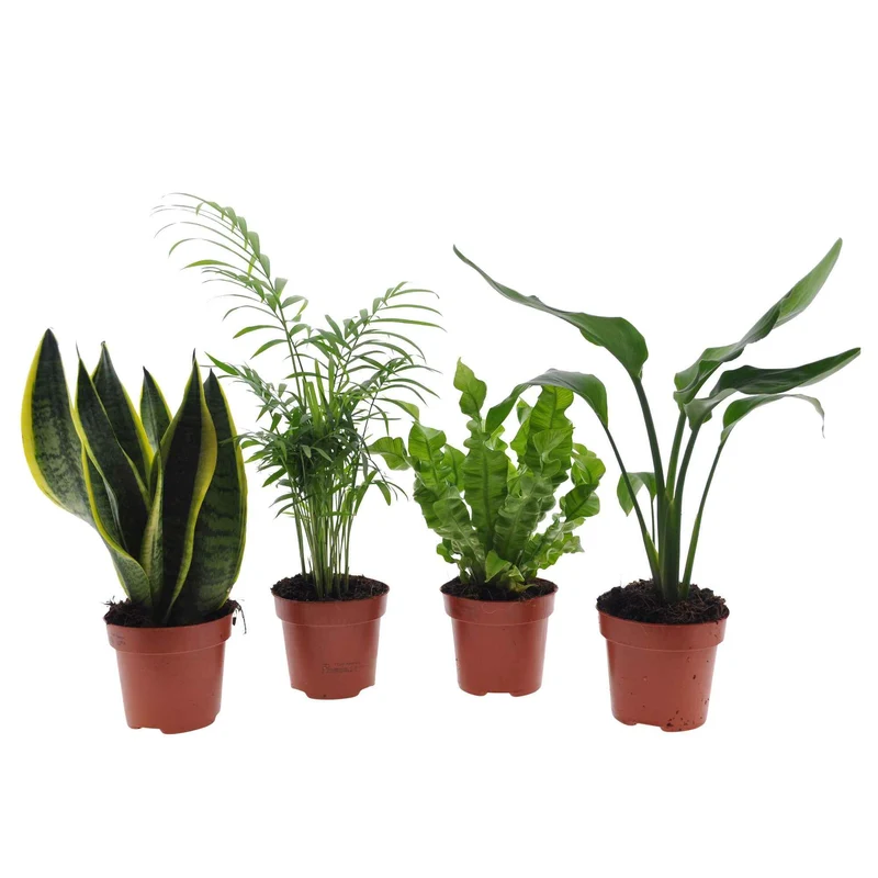 Grüne Zimmerpflanzen-Kollektion (x4)