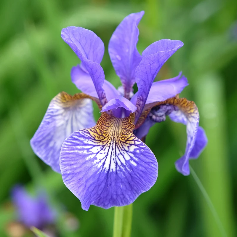 Sibirische Schwertlilie