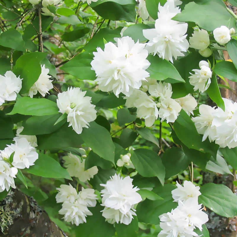 Pfeifenstrauch ‘Minnesota Snowflake’